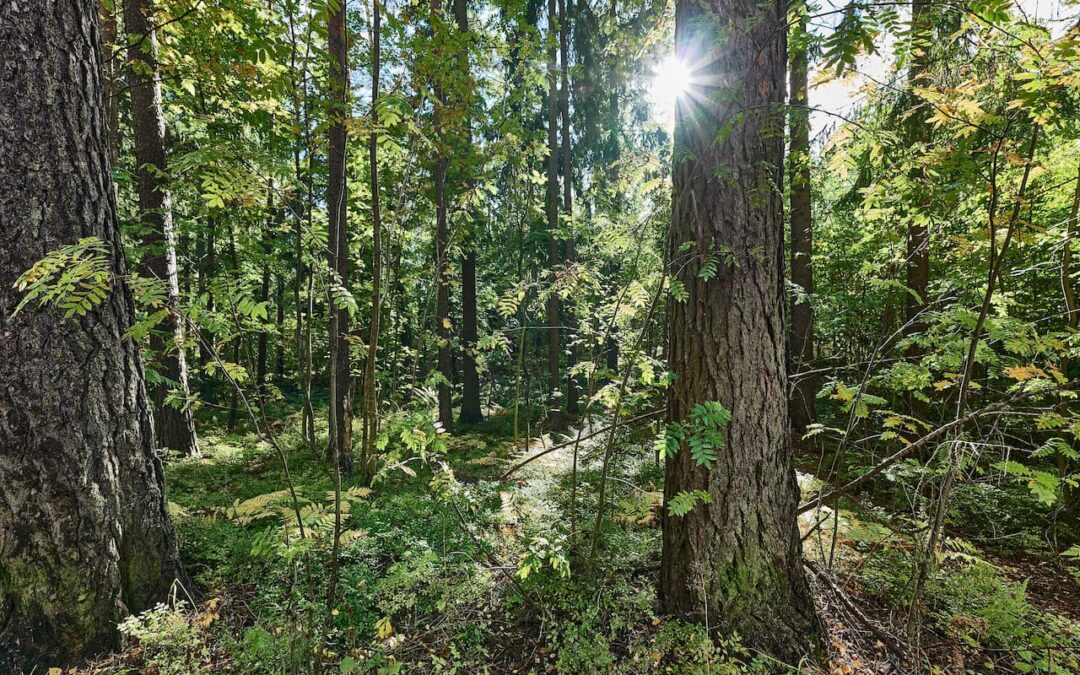 Missä viipyy Helsingin kansallinen kaupunkipuisto?