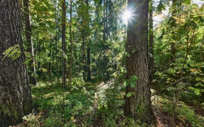 Helsingin kansallinen kaupunkipuisto etenee