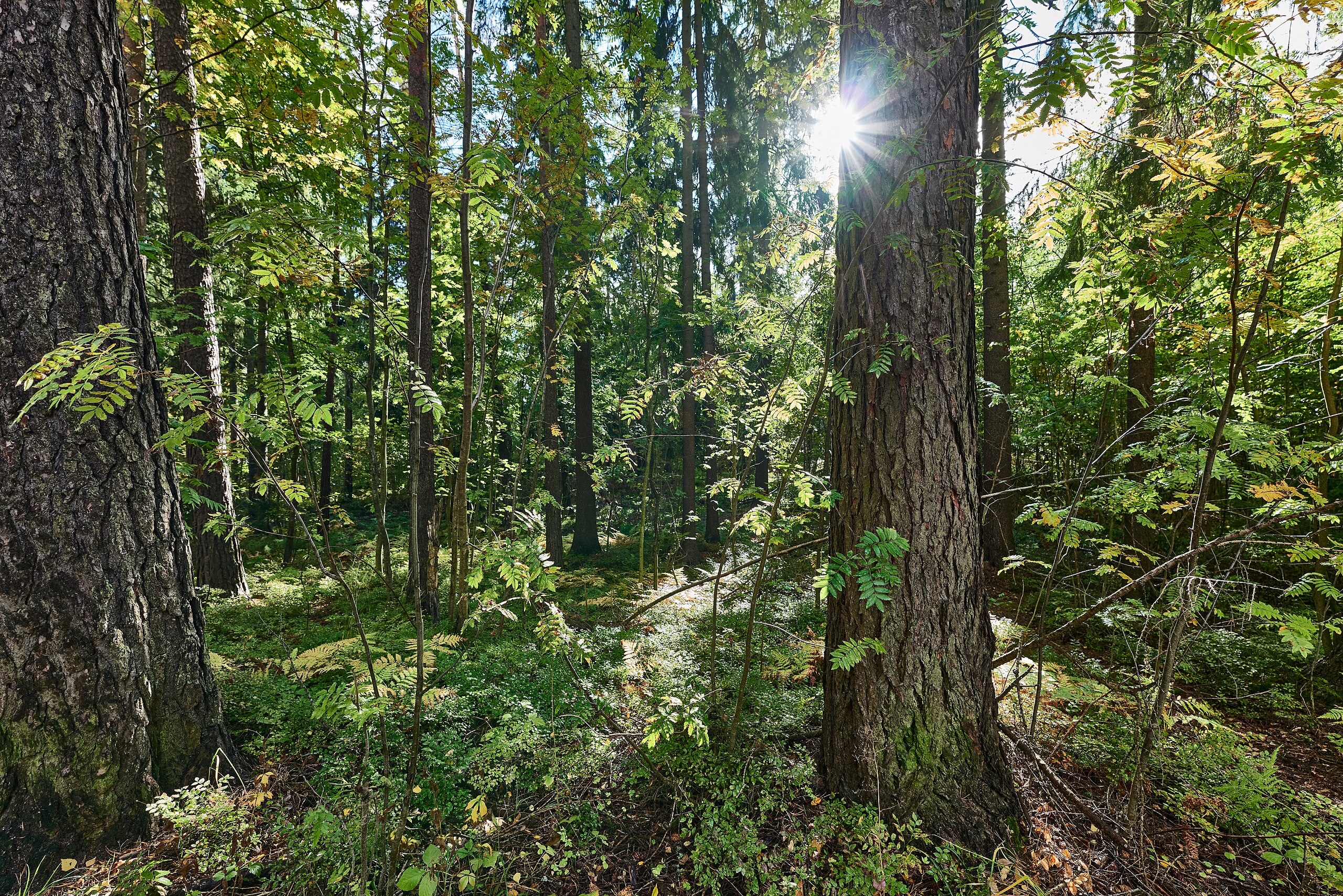 helsingin_keskuspuisto_in_lansi-pasila_2022-09-19_05_pieni